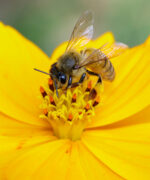 Курс Пчеловодство