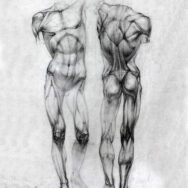 Курс Рисуем человека. Анатомия
