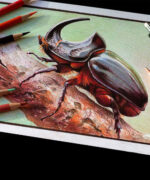 Курс рисунка цветными карандашами